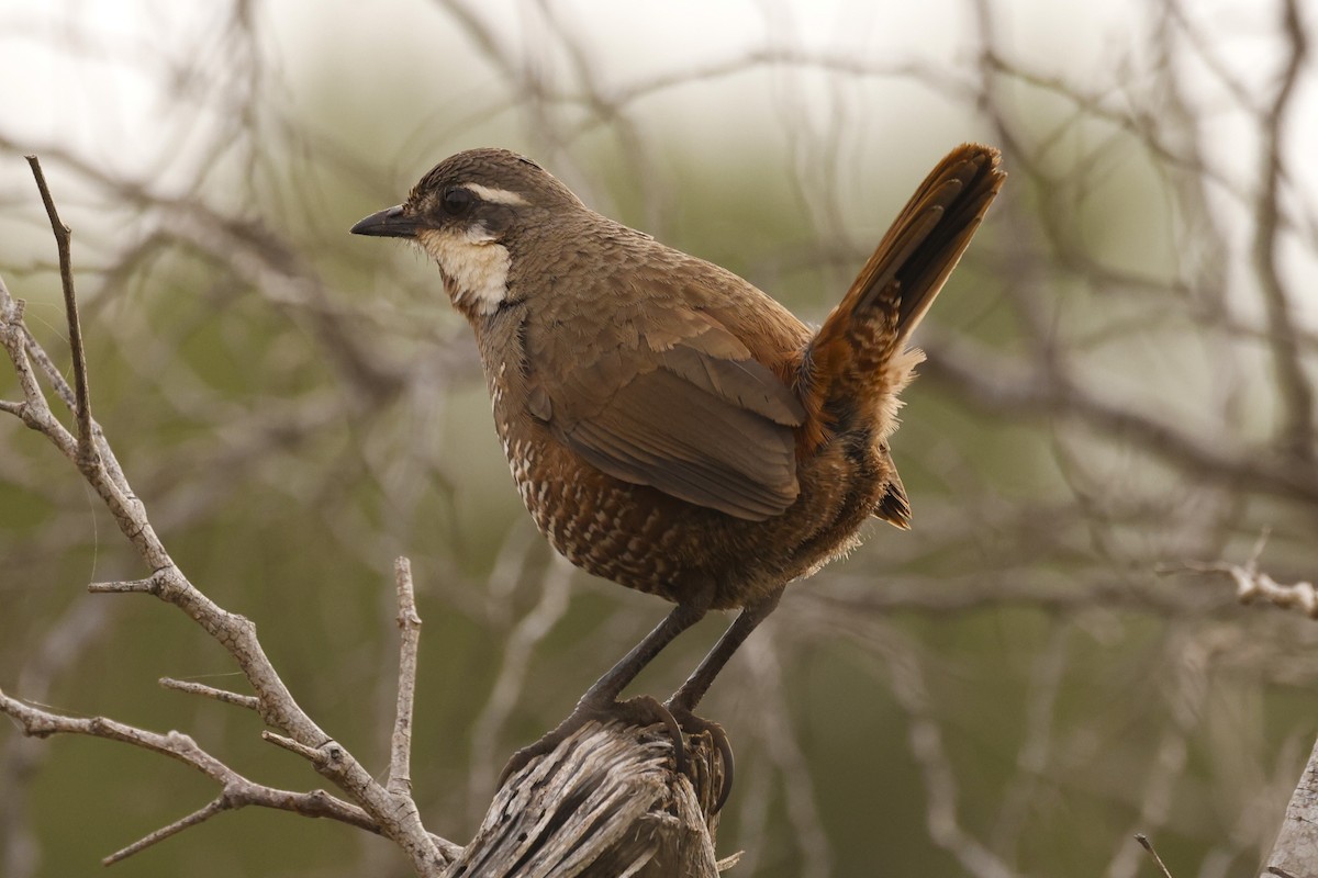 Weißbarttapaculo - ML620155353