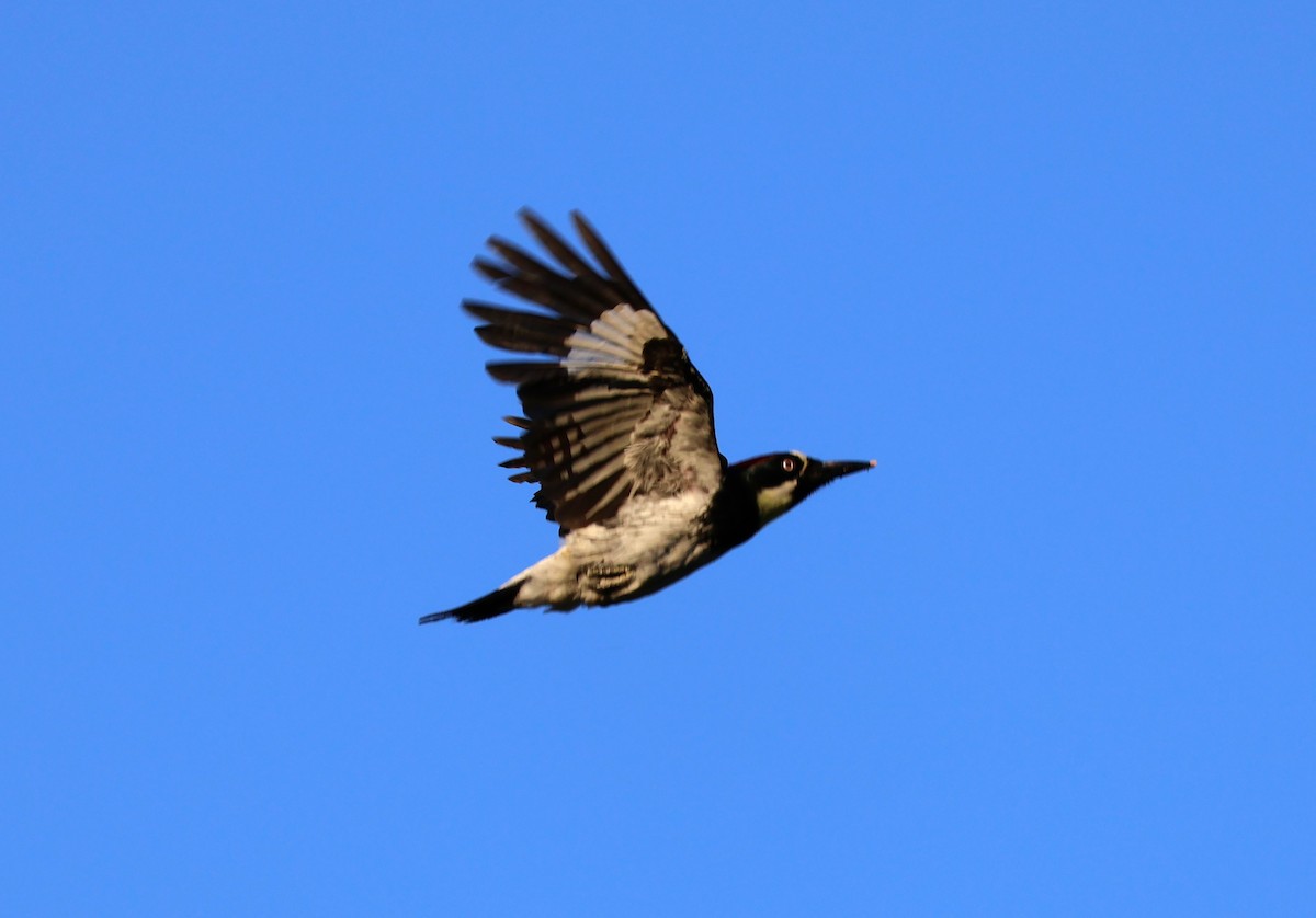 Acorn Woodpecker - ML620155364