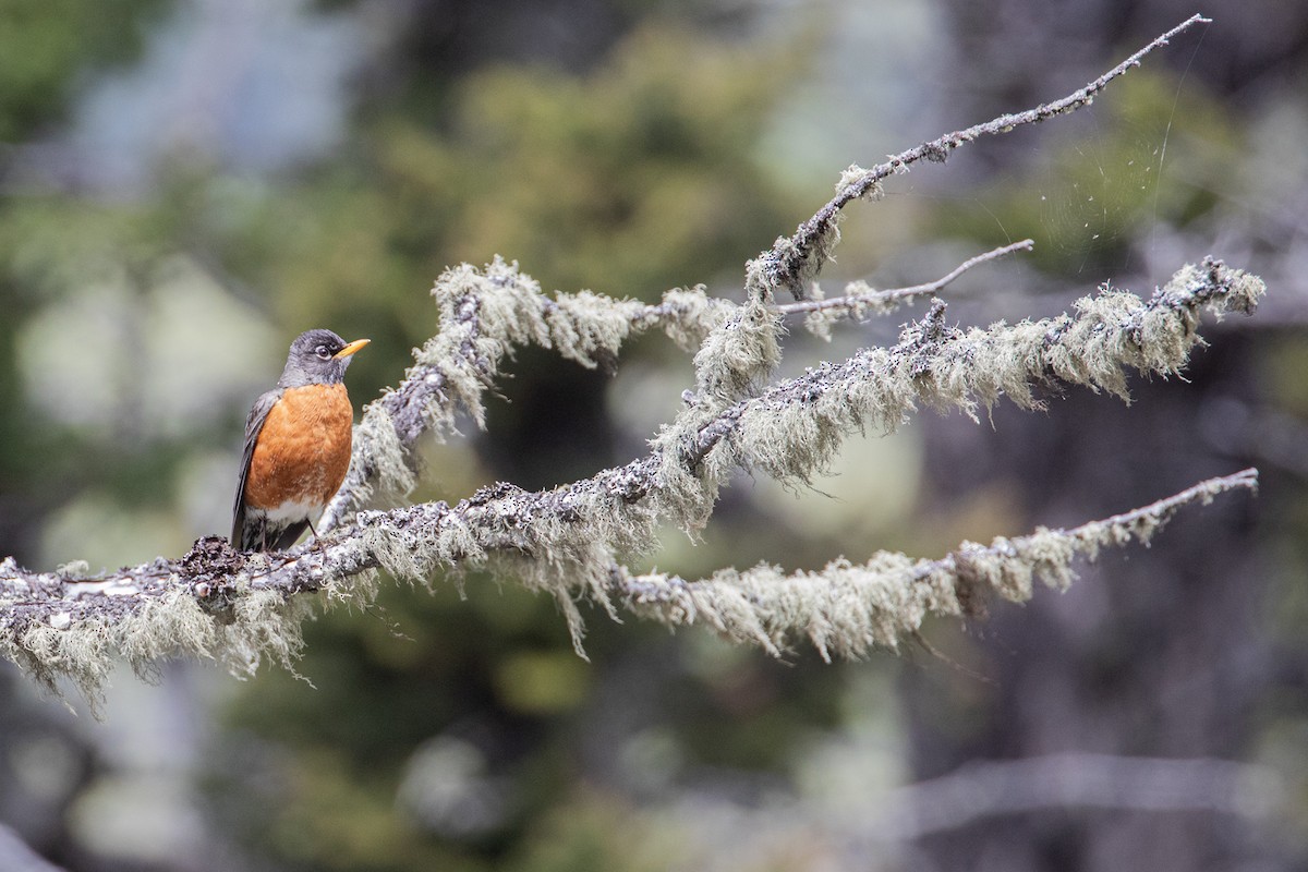 American Robin - ML620155369