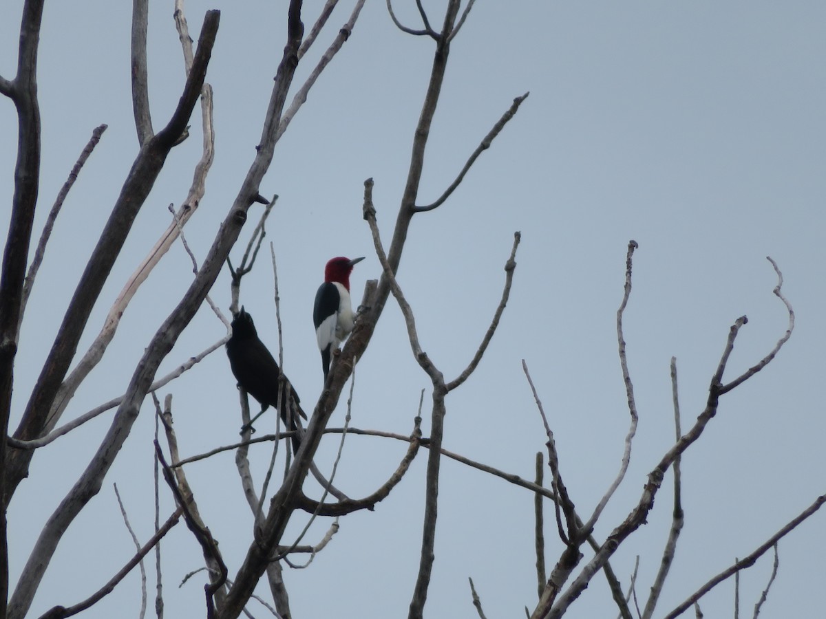 Red-headed Woodpecker - ML620155392