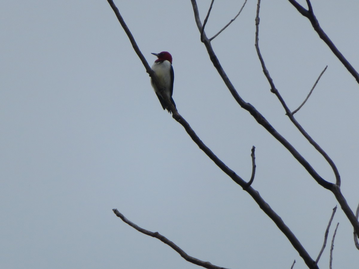 Red-headed Woodpecker - ML620155393