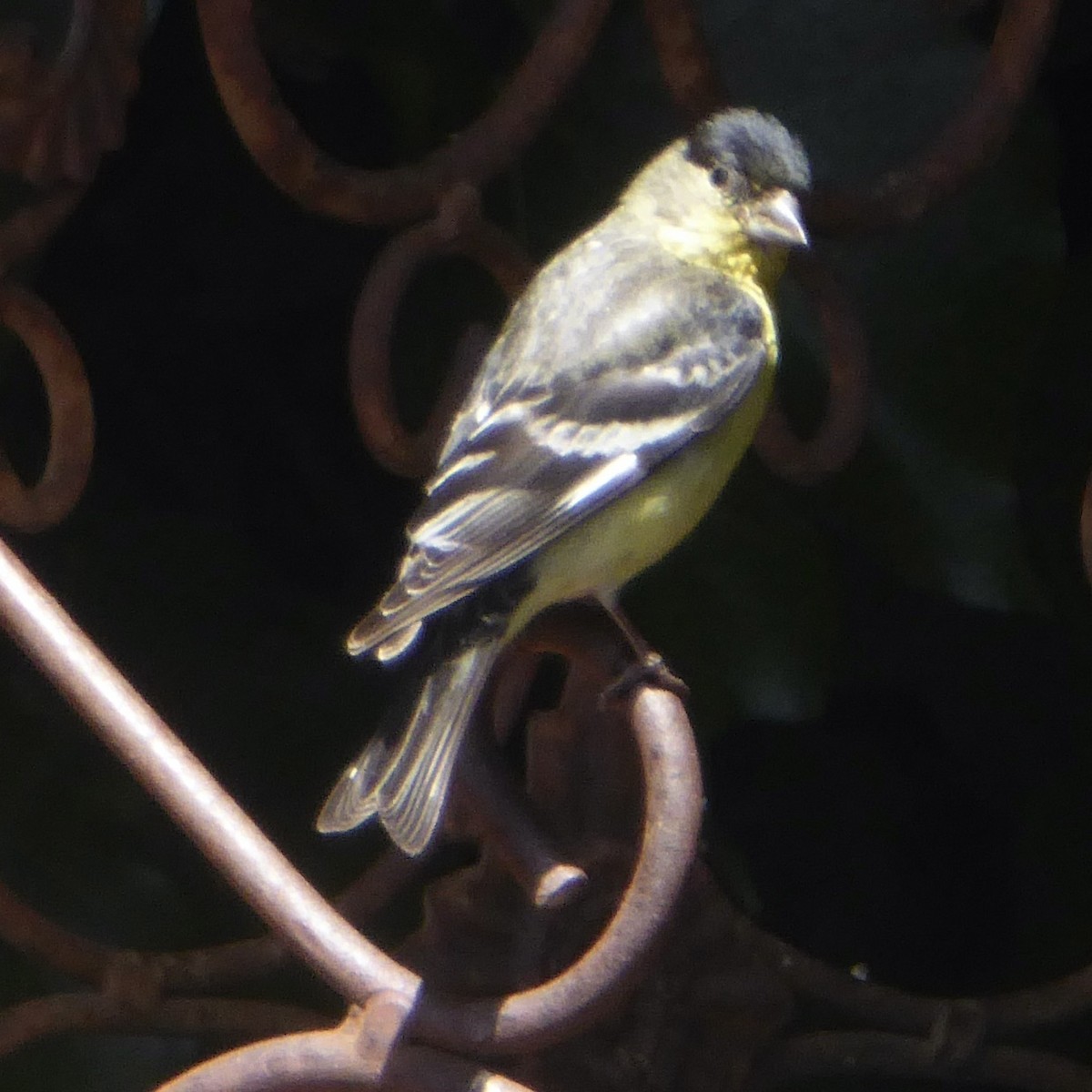 Lesser Goldfinch - ML620155398