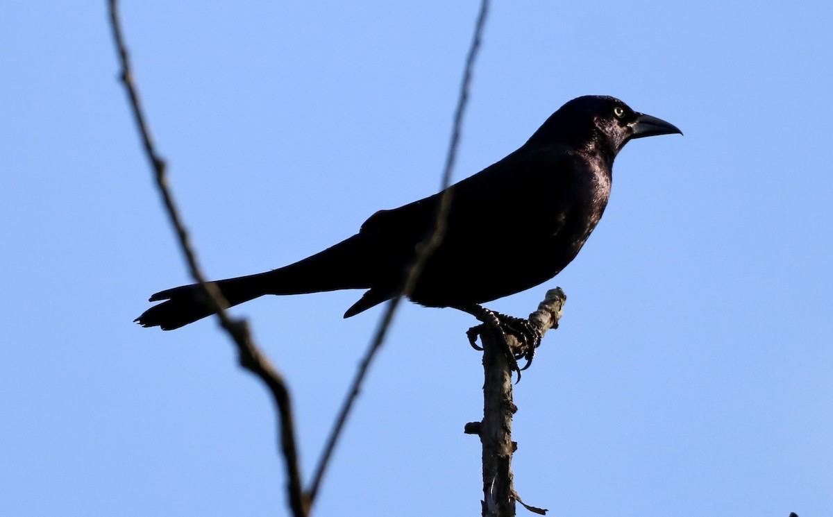 Common Grackle - ML620155400