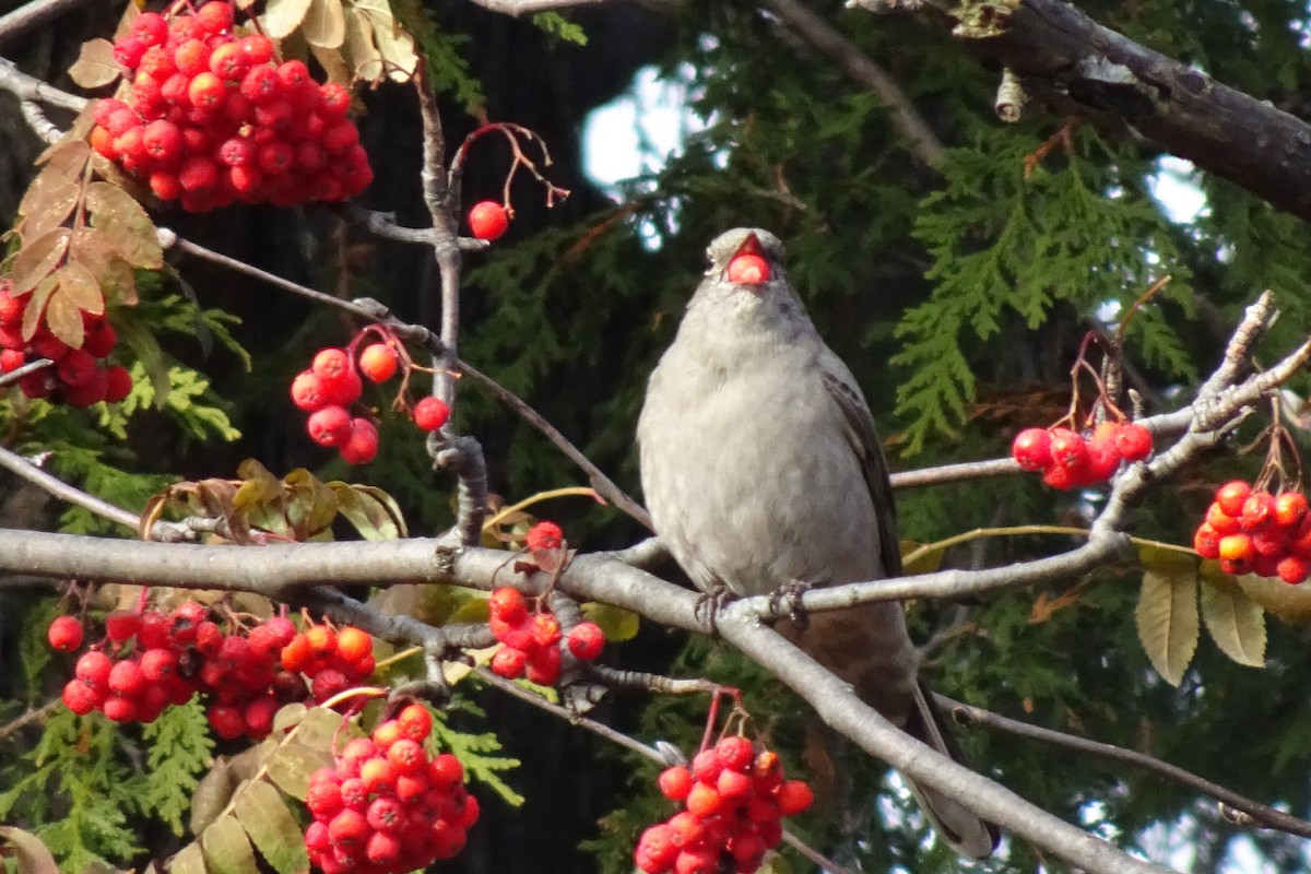 Townsend's Solitaire - ML620155401