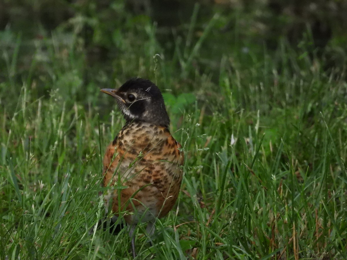 American Robin - ML620155403