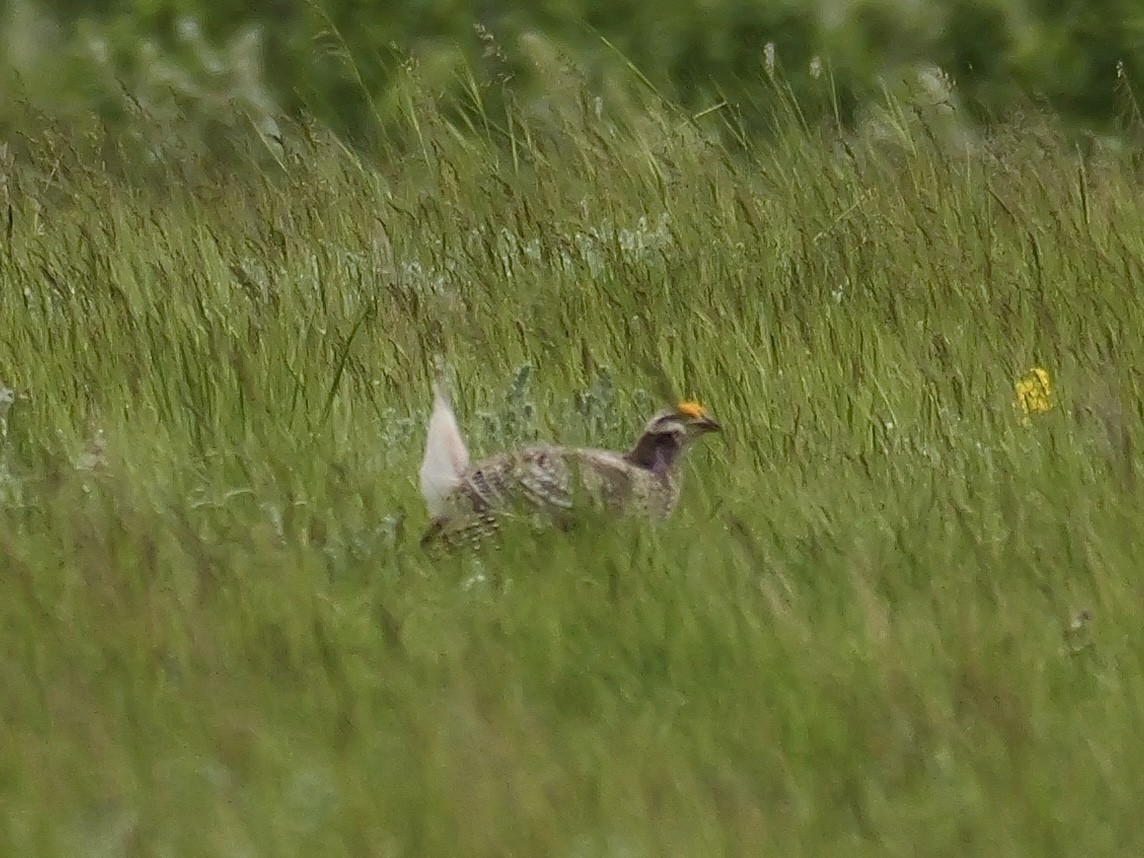 Gallo de las Praderas Rabudo - ML620155406