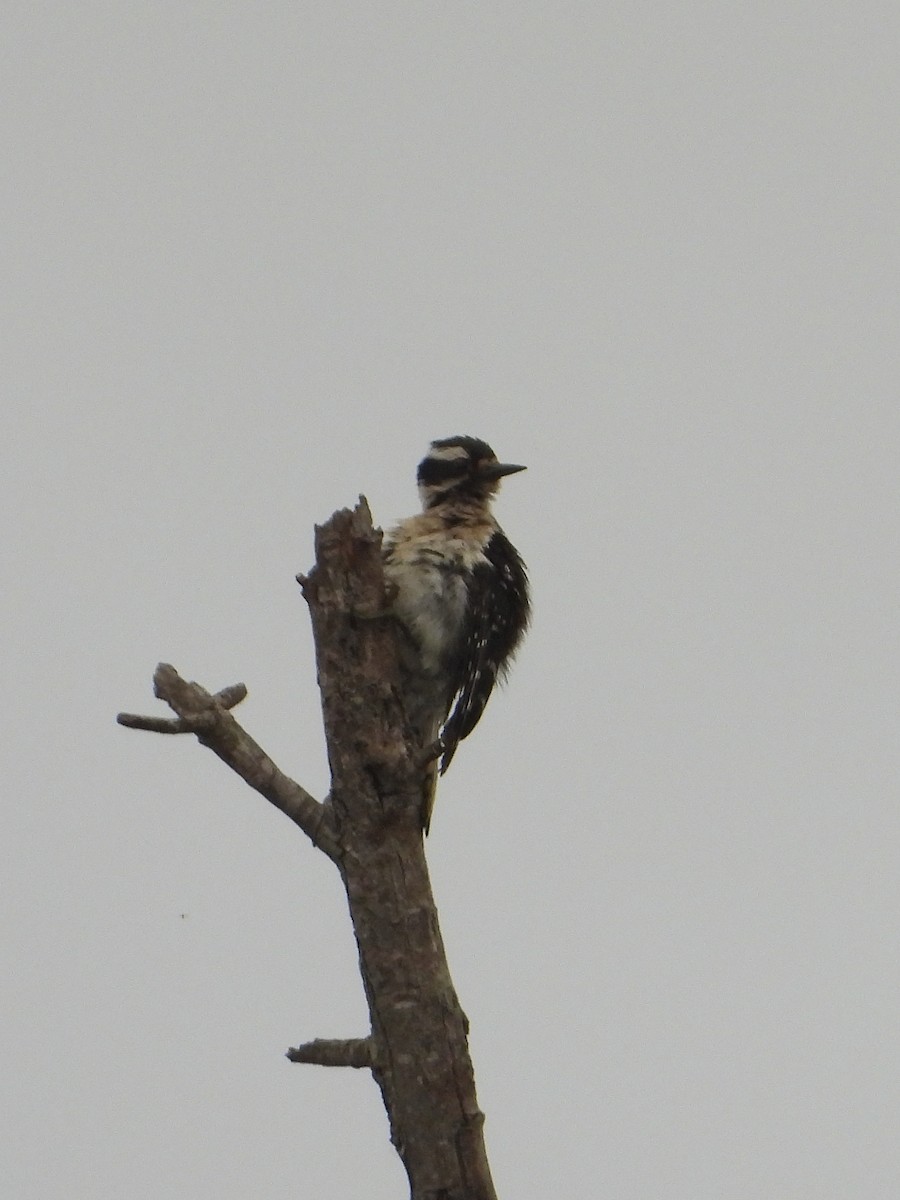 Downy Woodpecker - Doug Lithgow