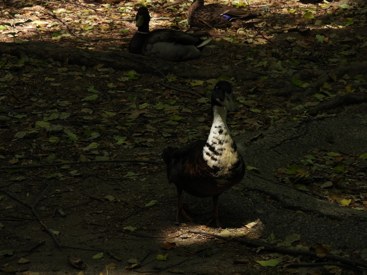 tanımsız ördek (Anatinae sp.) - ML620155408