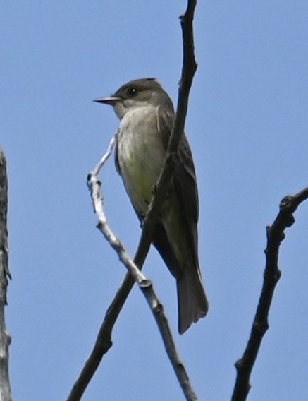 Western Wood-Pewee - ML620155409