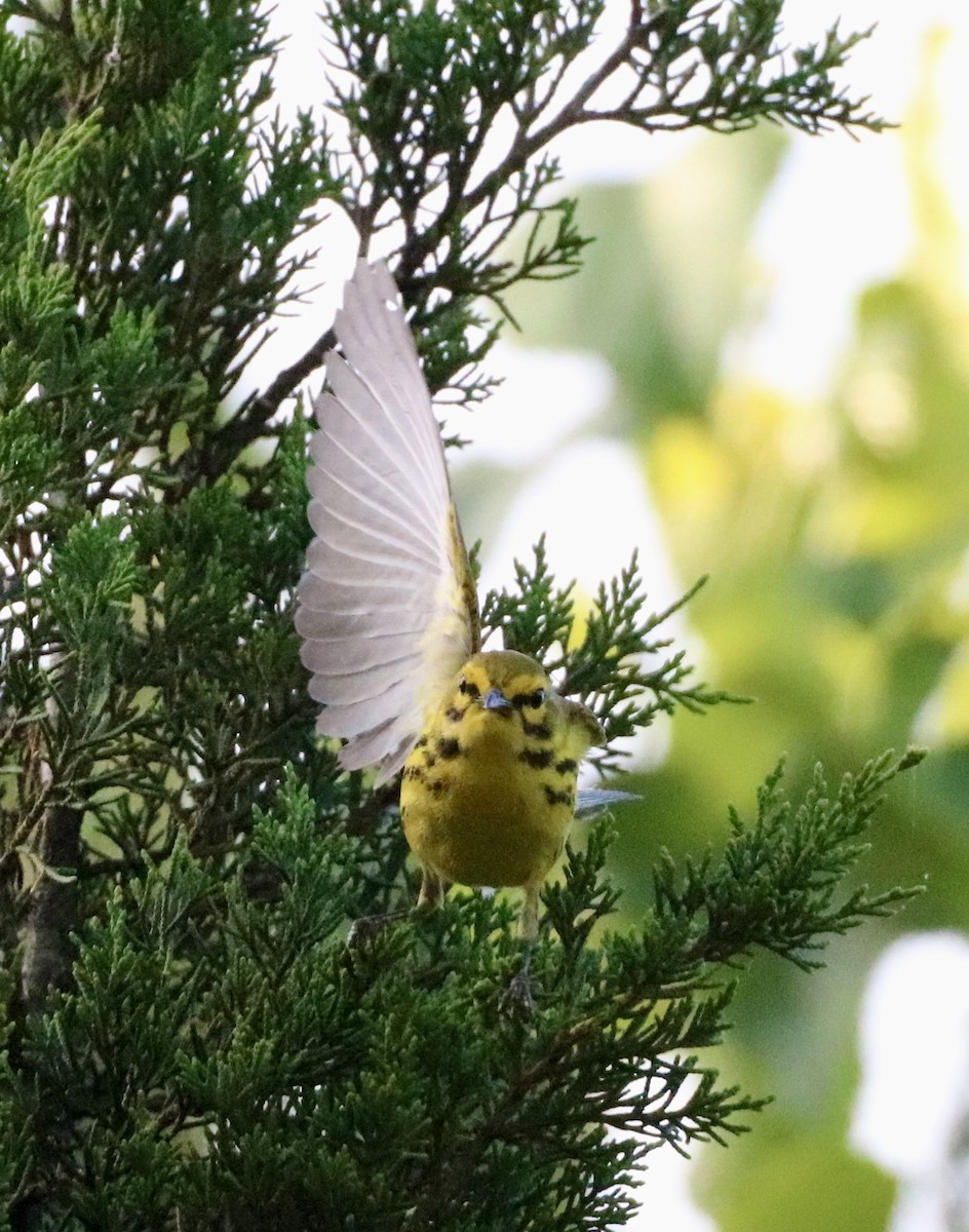 Prairie Warbler - ML620155420