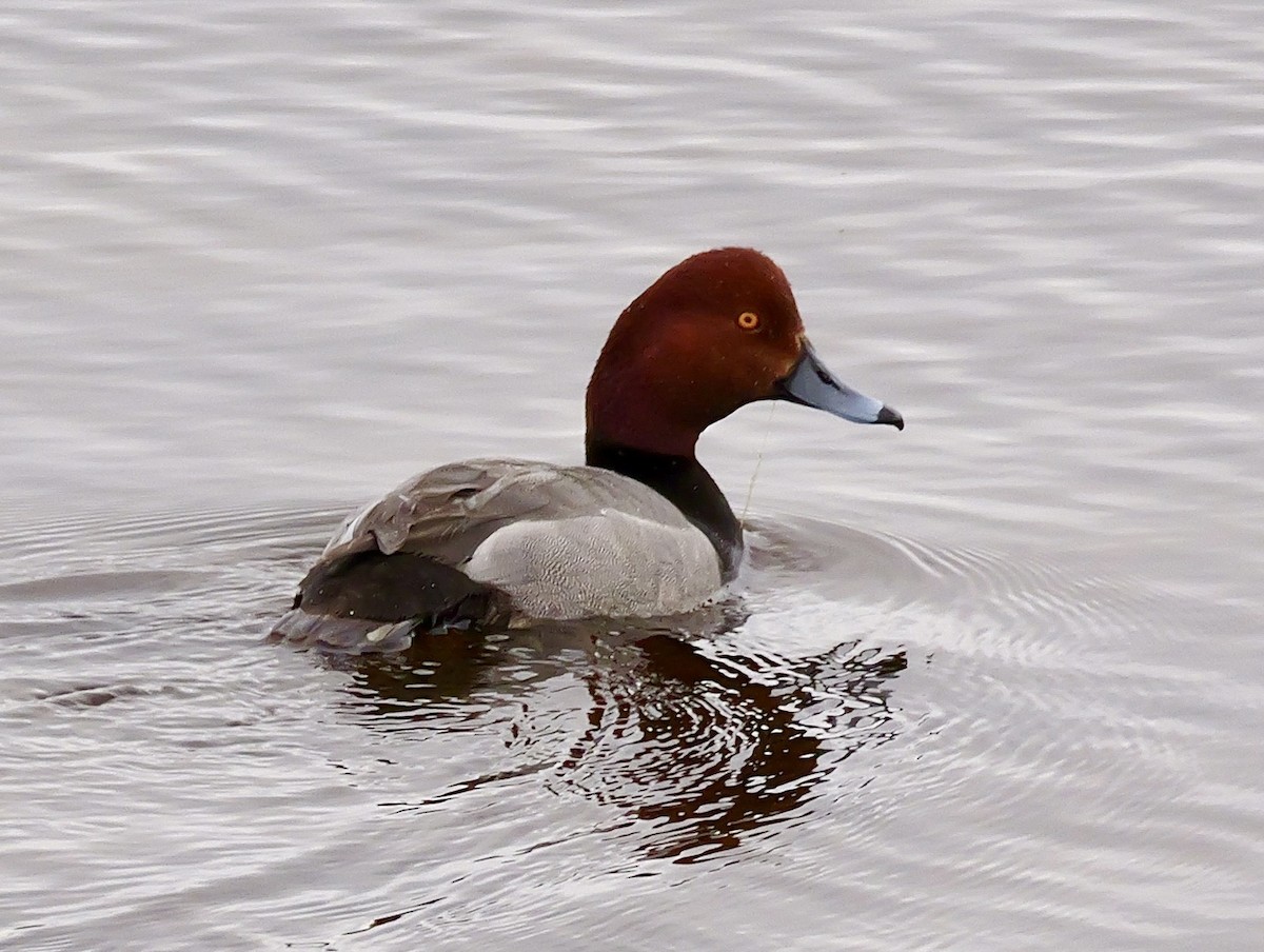 Canvasback - ML620155423