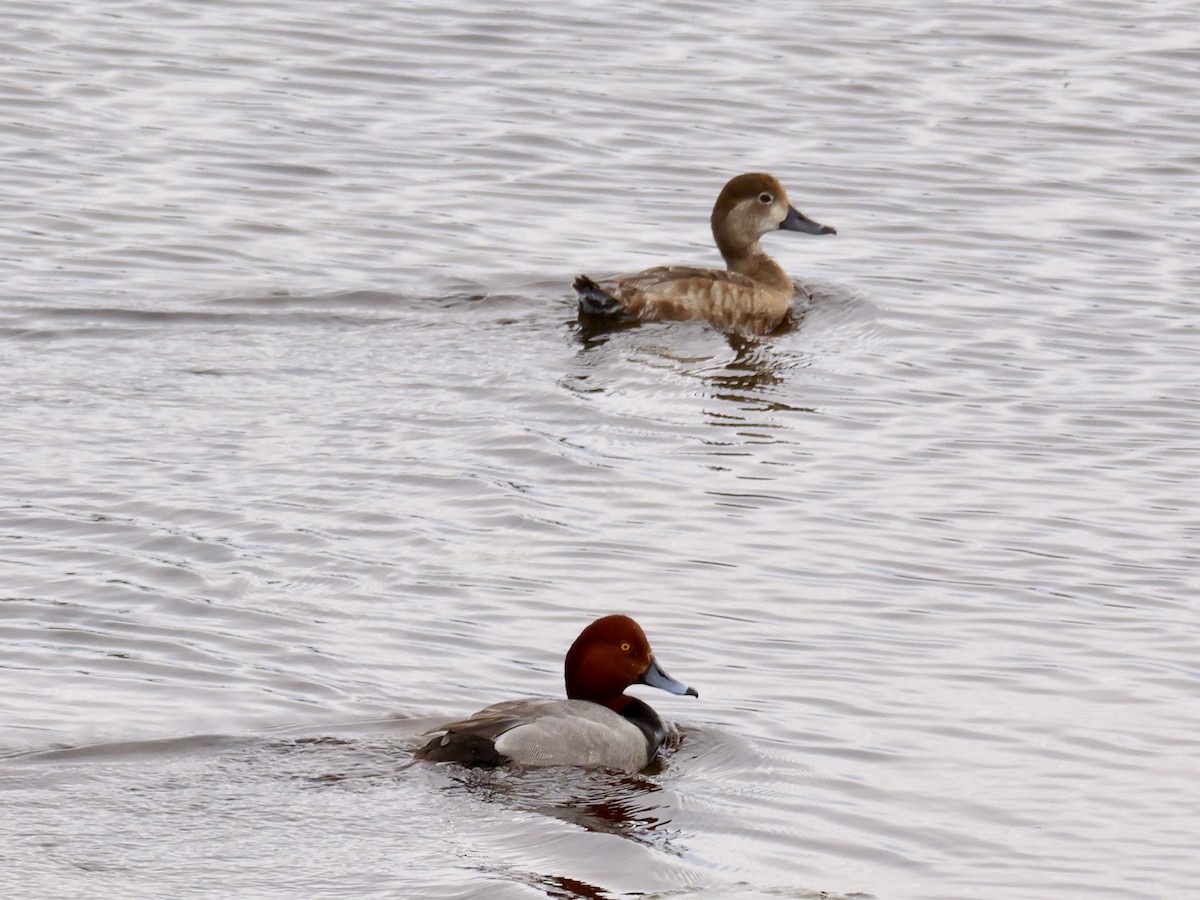 Canvasback - ML620155424