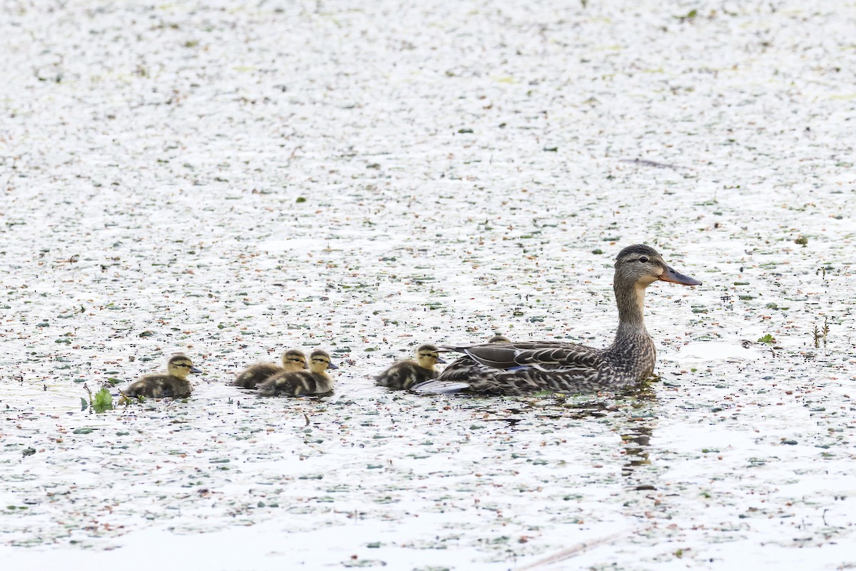 Canard colvert - ML620155425