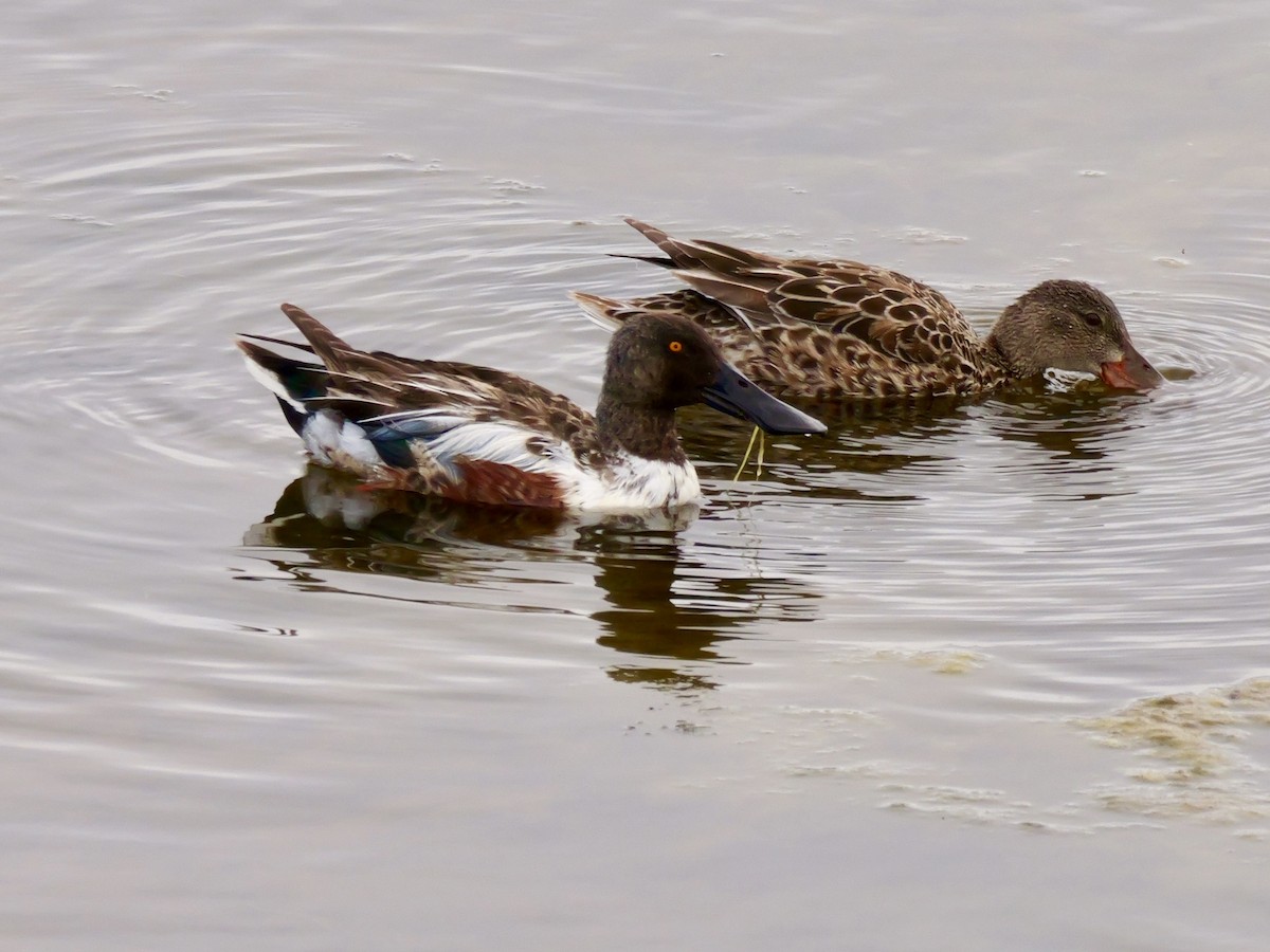 Northern Shoveler - ML620155426