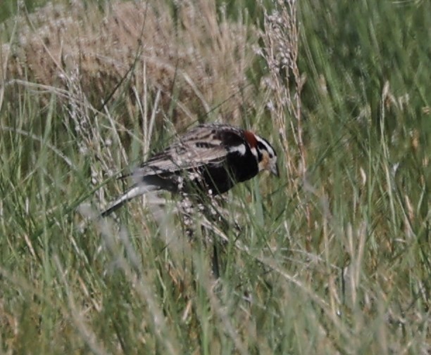 Chestnut-collared Longspur - ML620155431