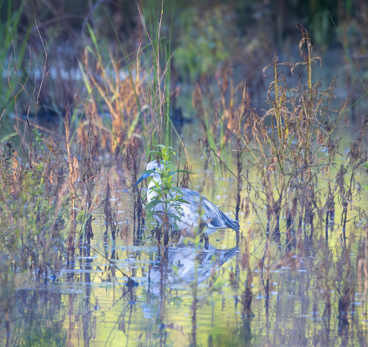 Little Blue Heron - ML620155437