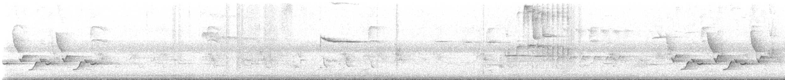Поплітник каролінський - ML620155443