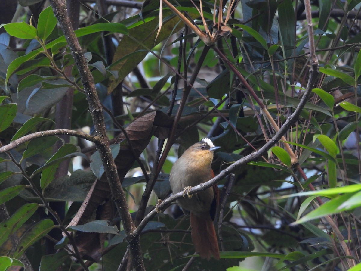 Marcapata Spinetail (Pale-crowned) - ML620155444