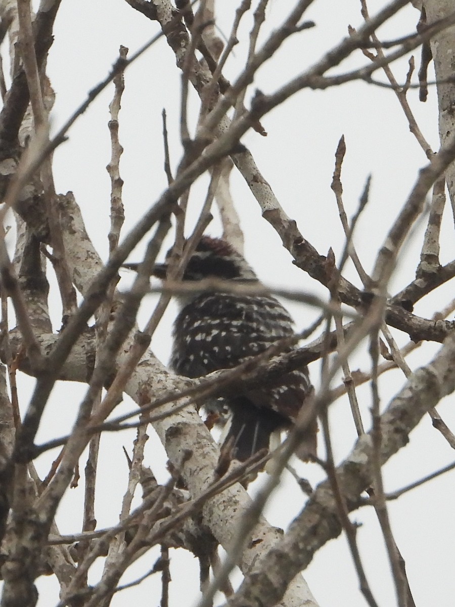 Nuttall's Woodpecker - ML620155446