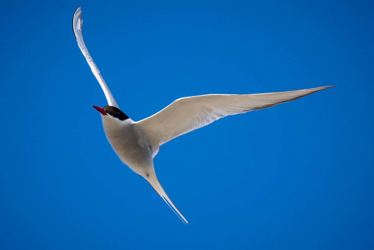 Arctic Tern - ML620155447