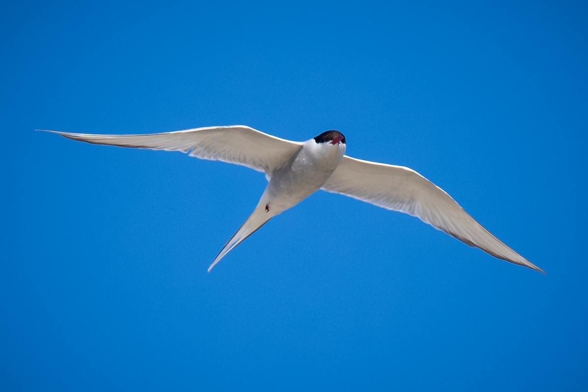 Arctic Tern - ML620155449