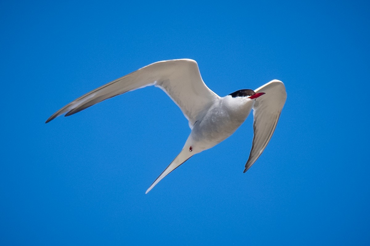 Arctic Tern - ML620155450