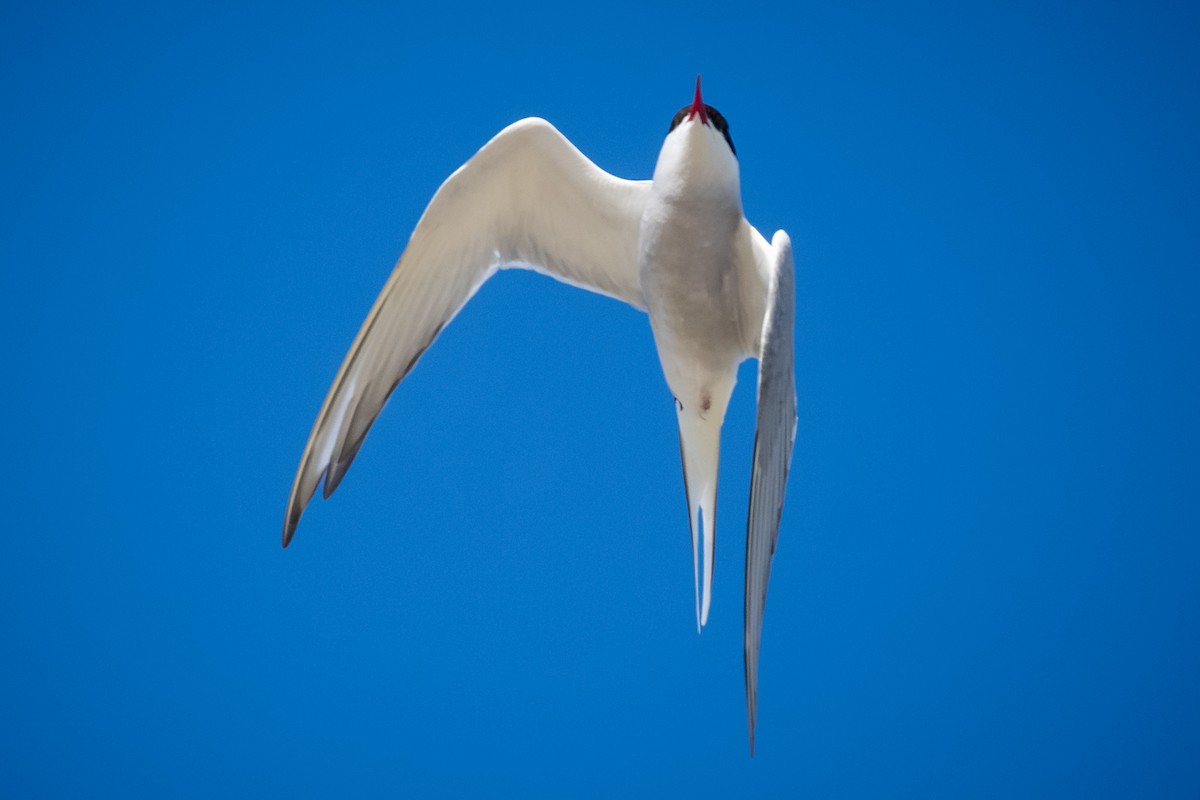 Arctic Tern - ML620155452