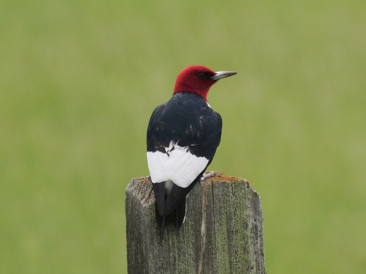 Red-headed Woodpecker - ML620155453