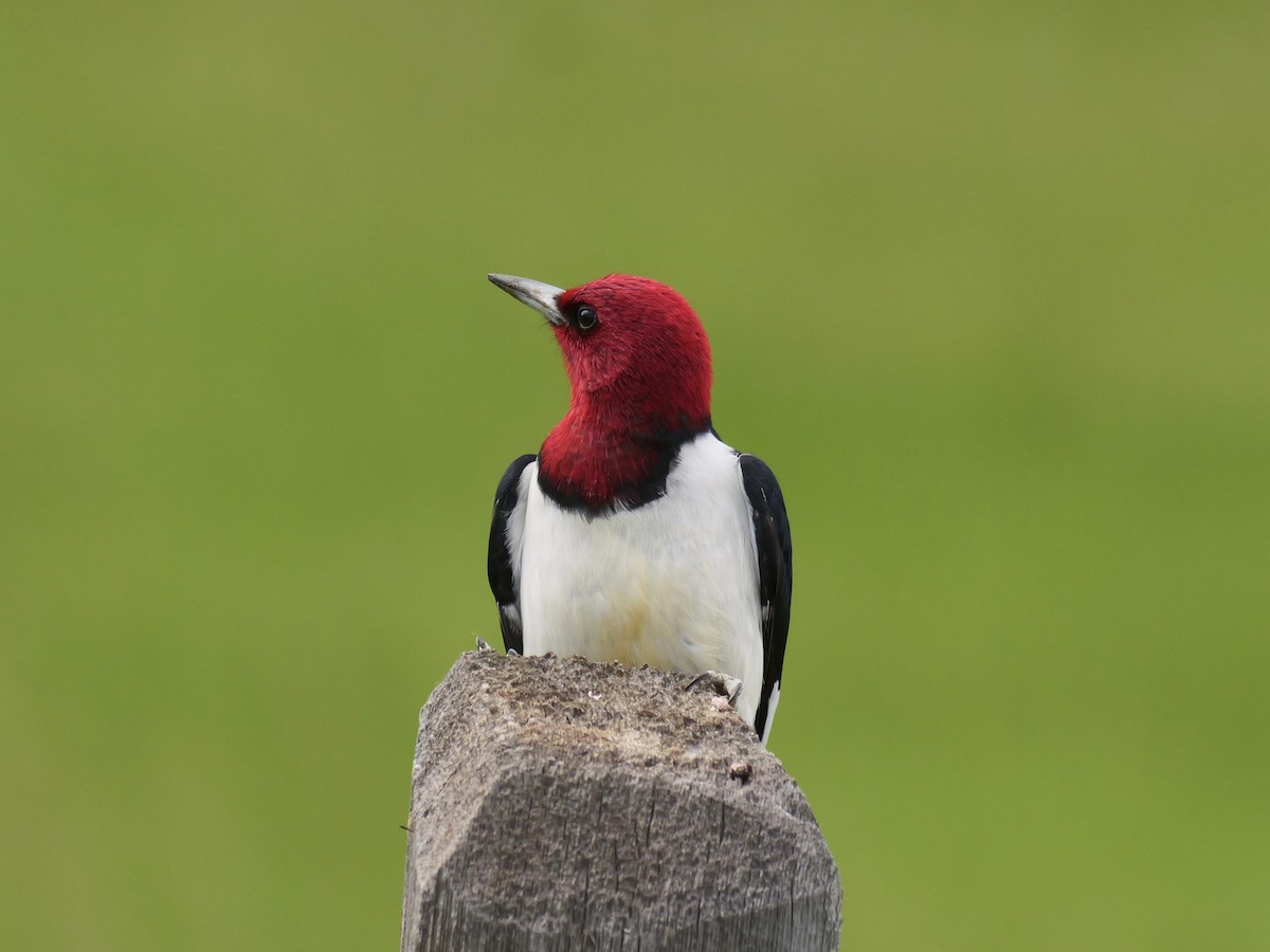 Red-headed Woodpecker - ML620155455