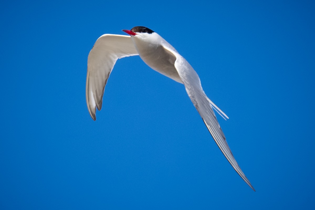 Arctic Tern - ML620155456