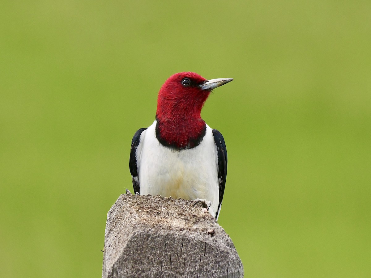 Red-headed Woodpecker - ML620155457