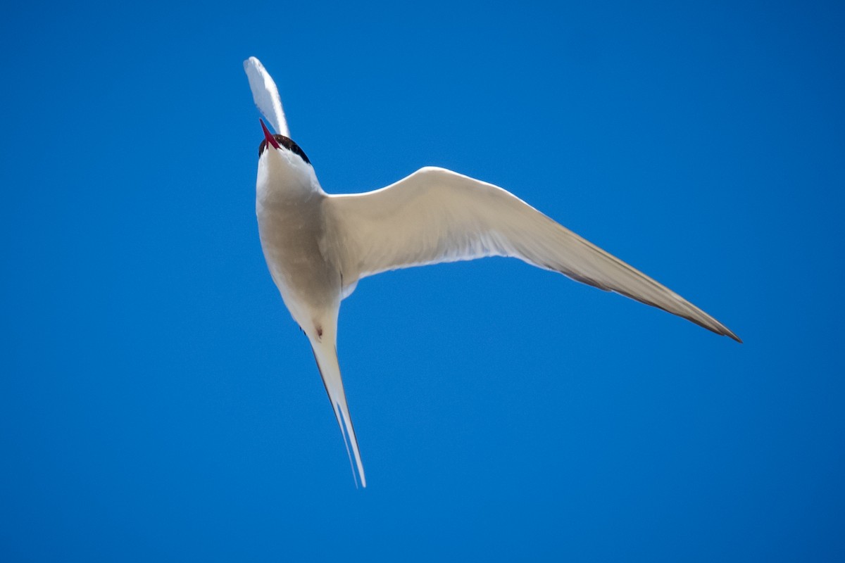 Arctic Tern - ML620155458