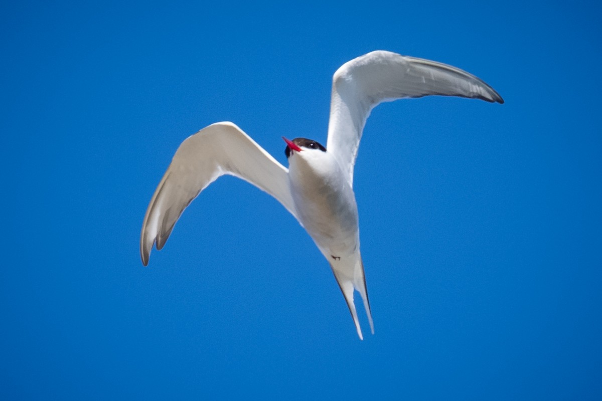 Arctic Tern - ML620155459