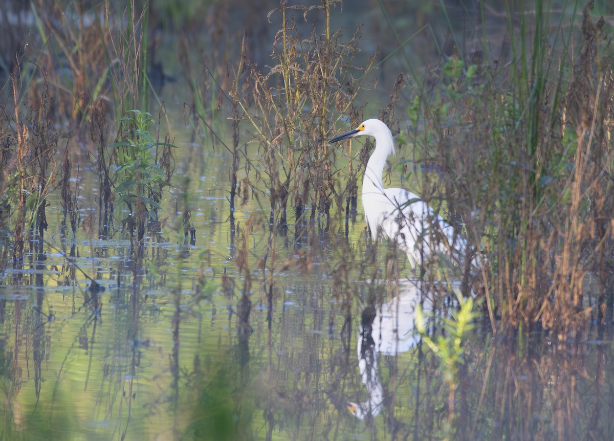 Aigrette neigeuse - ML620155464