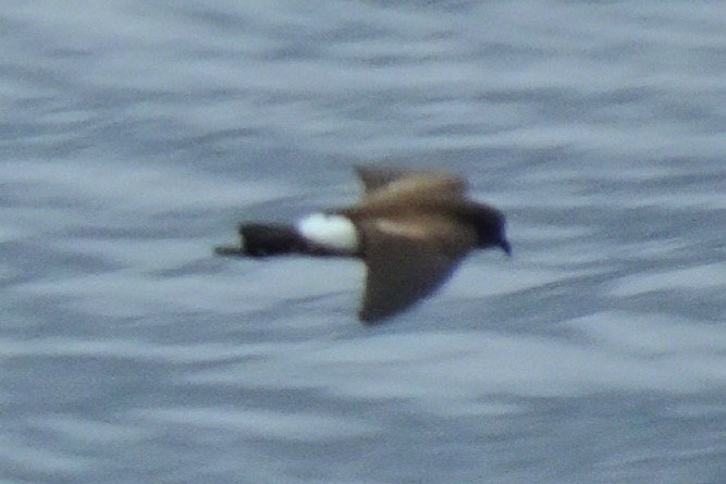 Wedge-rumped Storm-Petrel - ML620155468