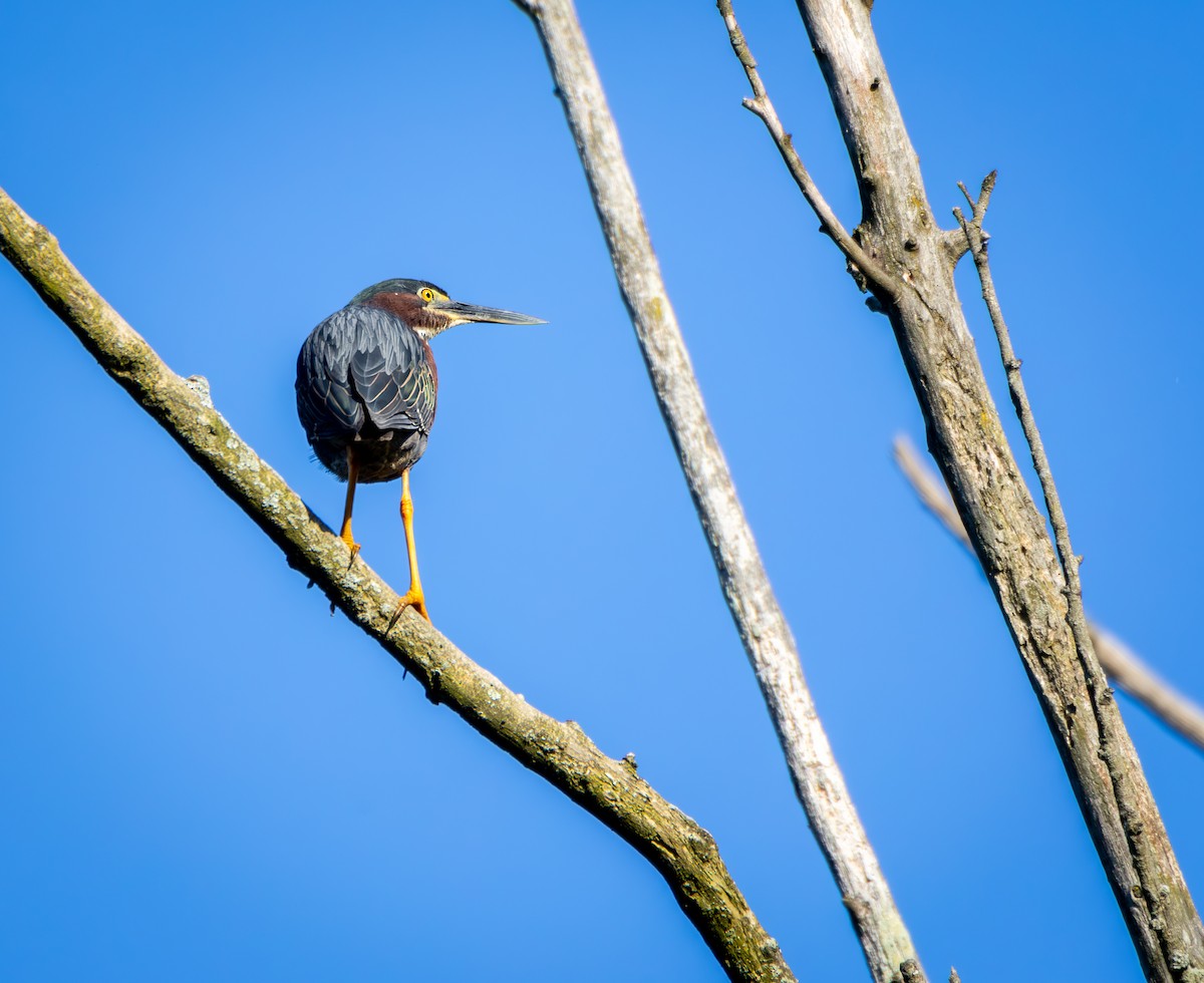 Green Heron - ML620155475