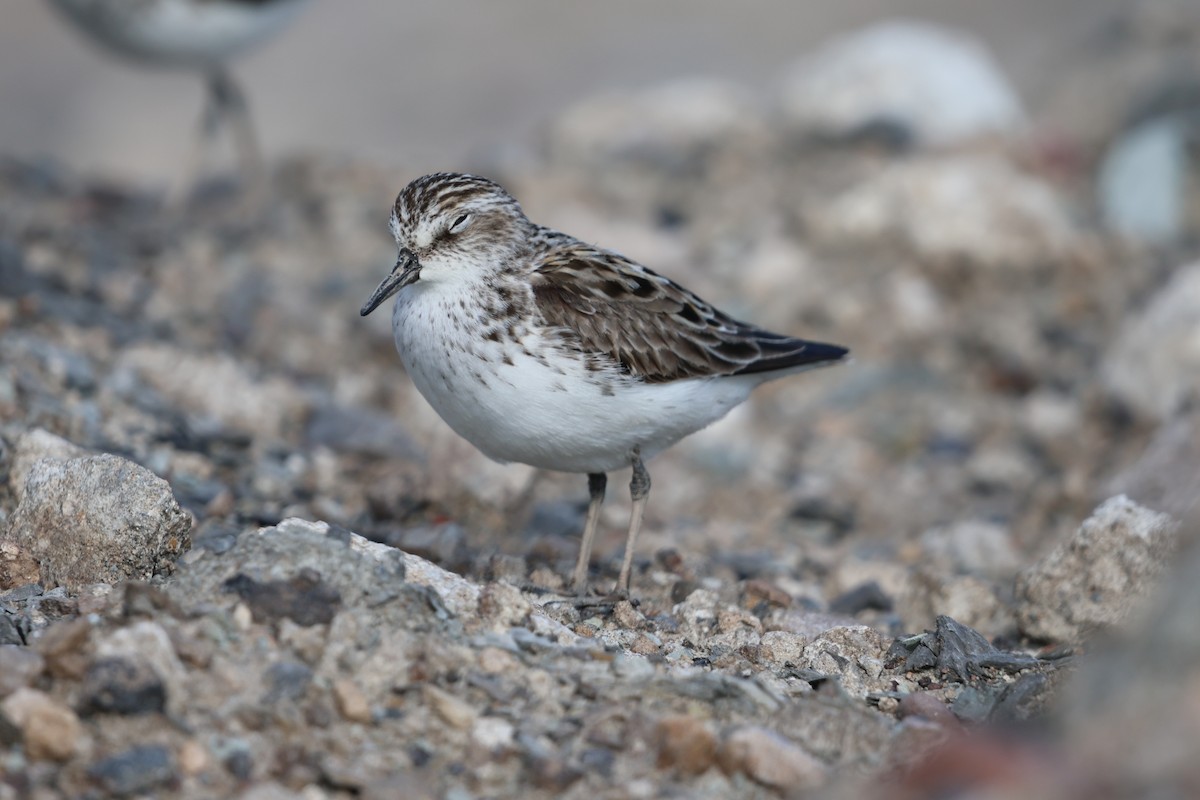 Semipalmated Sandpiper - ML620155478