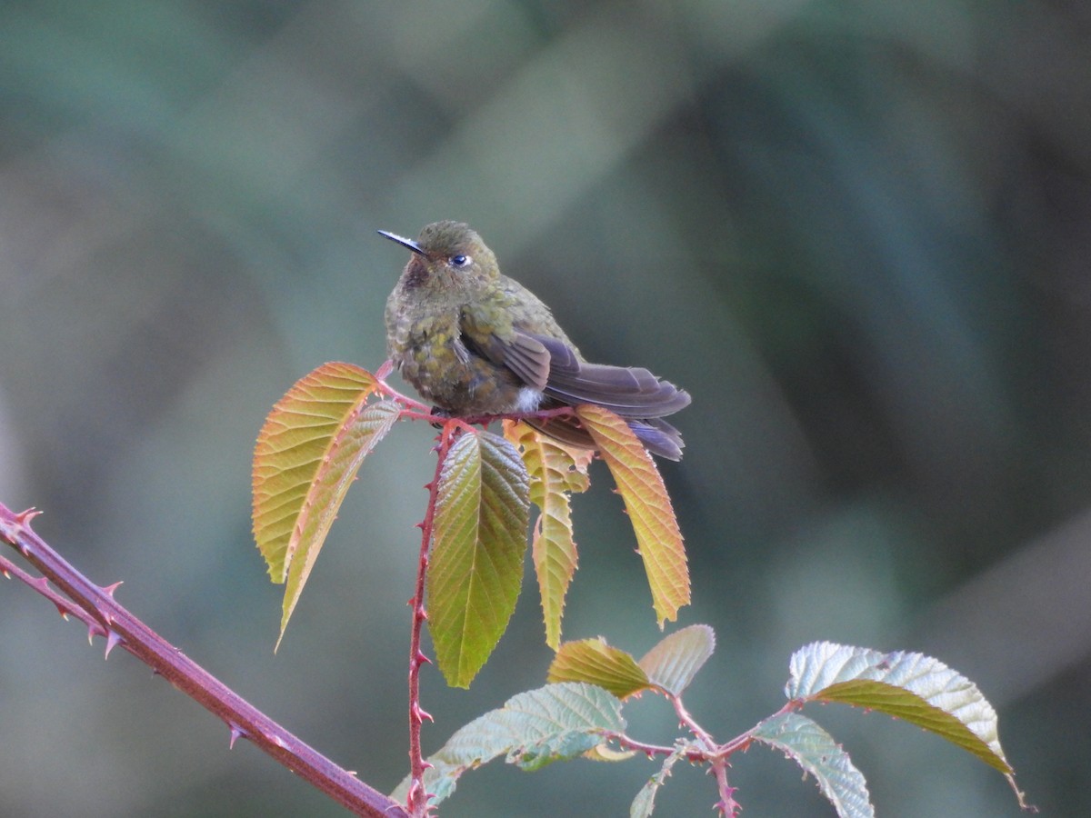 Fire-throated Metaltail - ML620155482