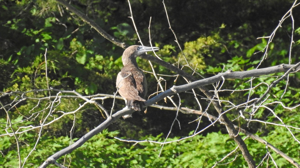 Brown Booby - ML620155483