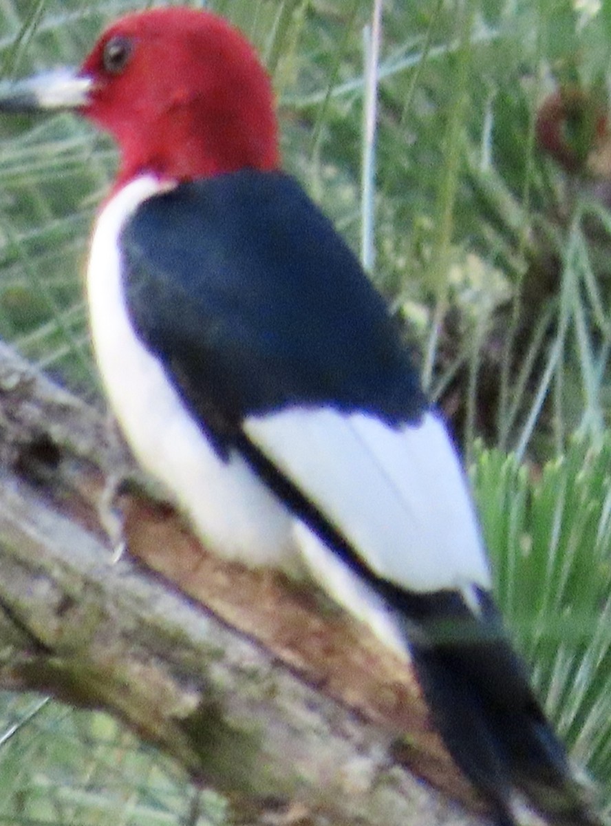 Red-headed Woodpecker - ML620155487