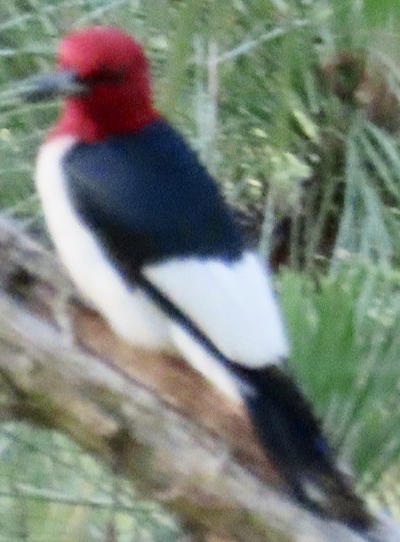 Red-headed Woodpecker - Mark Domincovich