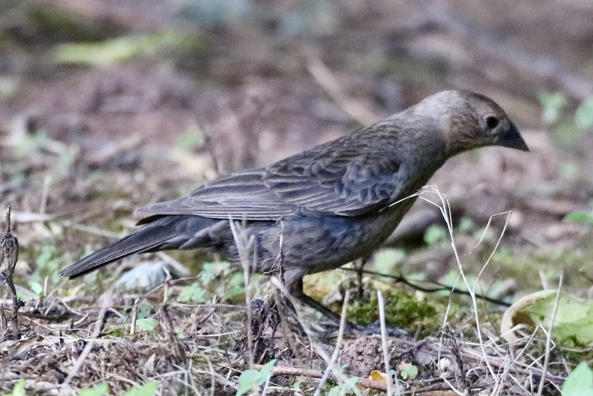 Brown-headed Cowbird - ML620155495