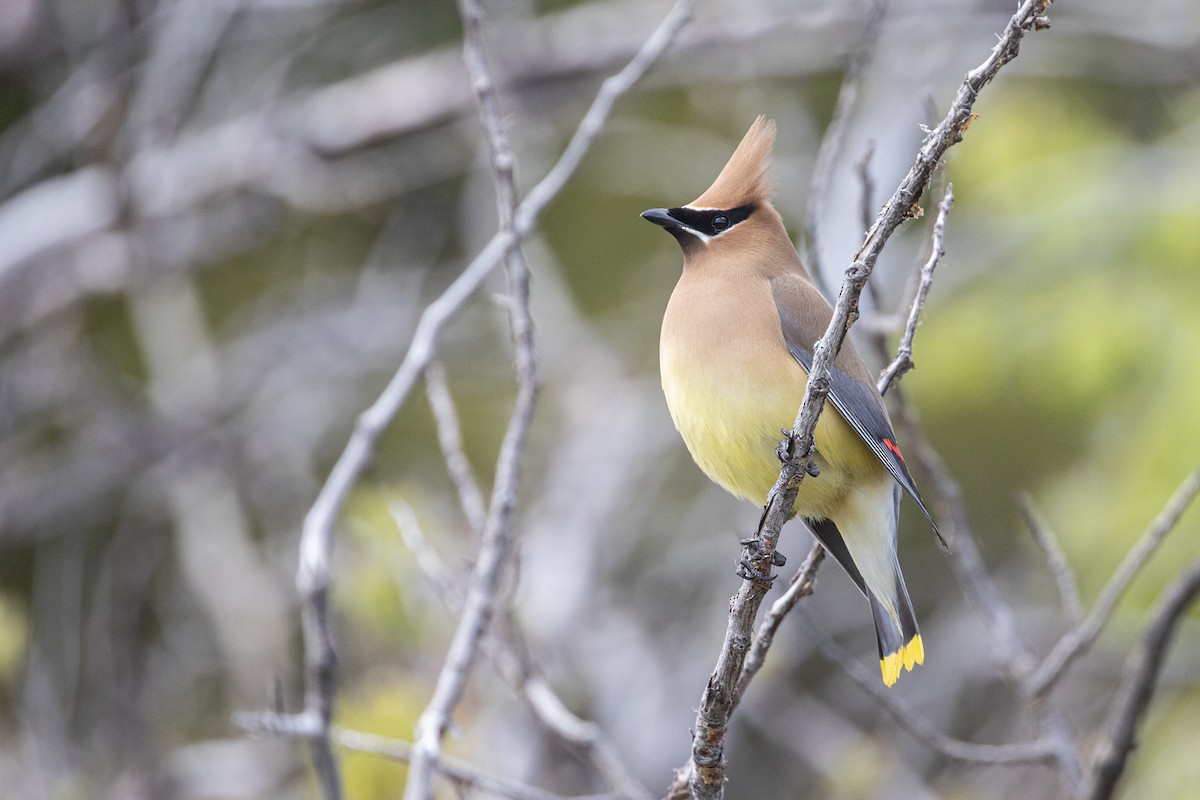 Cedar Waxwing - ML620155496