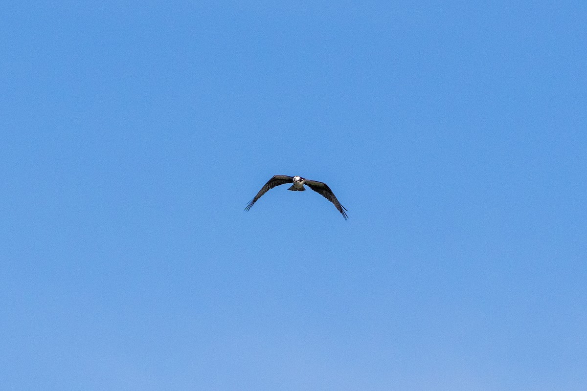 Águila Pescadora - ML620155499