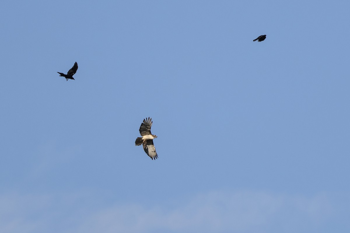 Red-tailed Hawk - ML620155507