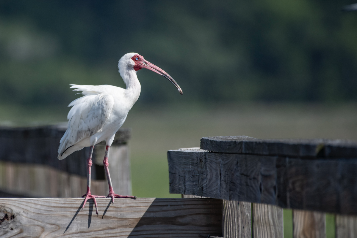 ibis bílý - ML620155516
