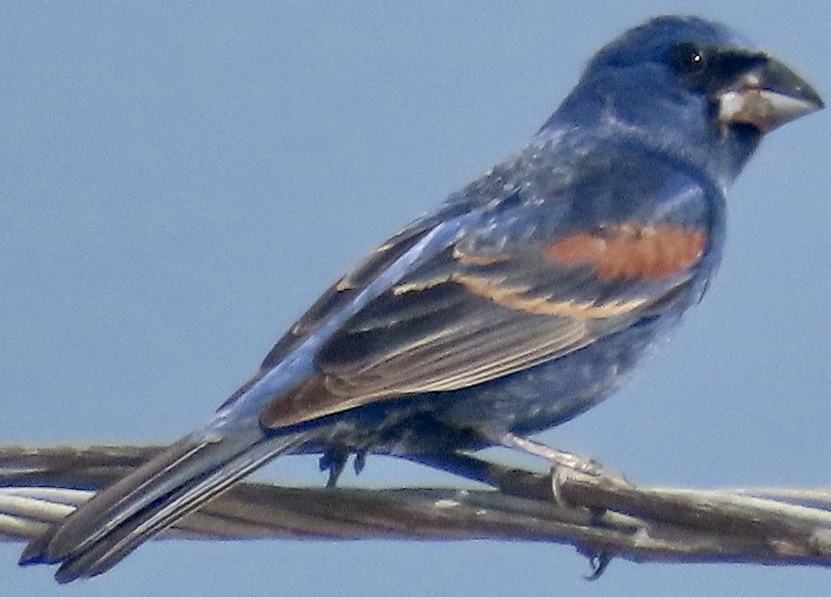 Blue Grosbeak - Mark Domincovich