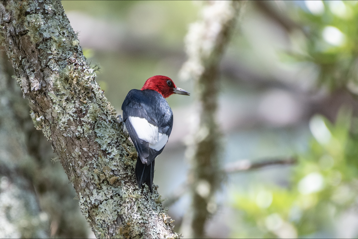 Red-headed Woodpecker - ML620155519