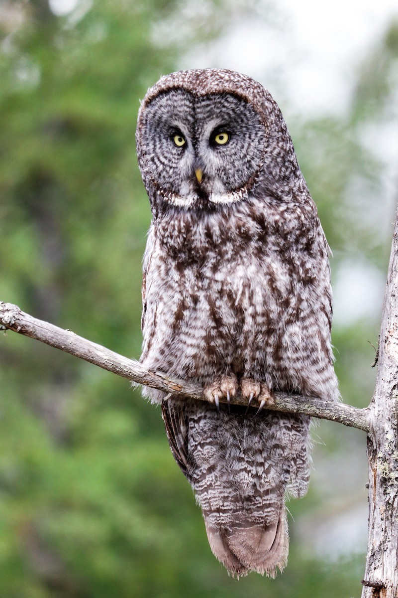 Great Gray Owl - ML620155527