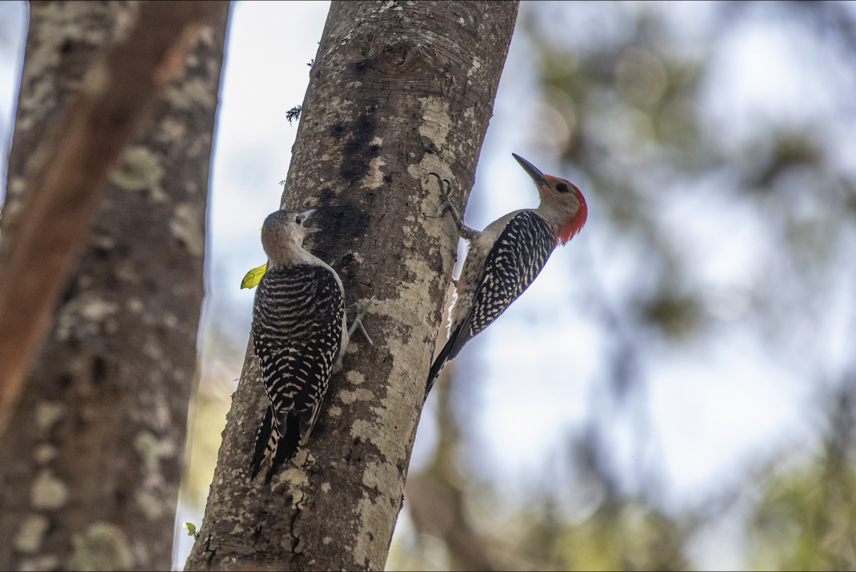 Red-bellied Woodpecker - ML620155528